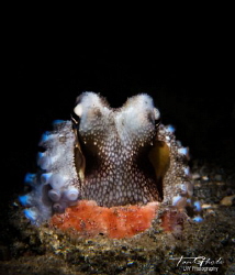 S T A R E
Coconut Octopus by Ton Ghela 